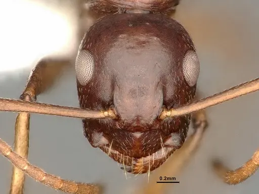 Camponotus novaeboracensis - CASENT0884316