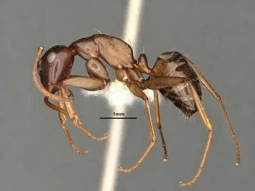Camponotus novaeboracensis - CASENT0884316