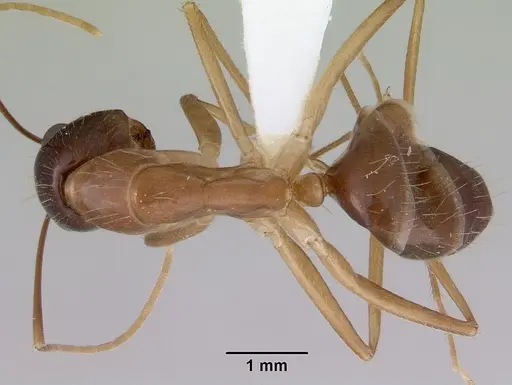 Camponotus novaehollandiae specimen