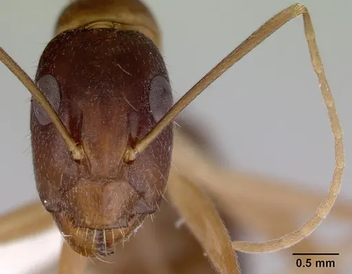 Camponotus novaehollandiae specimen