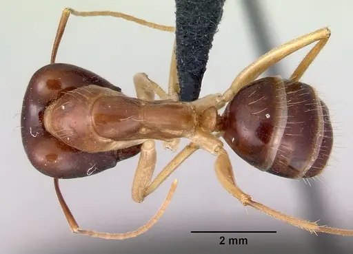 Camponotus novaehollandiae - CASENT0172156