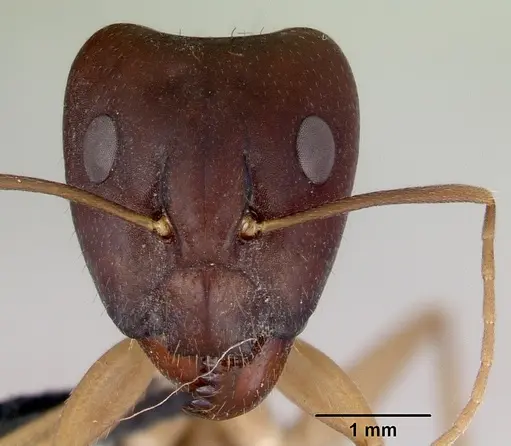 Camponotus novaehollandiae - CASENT0172156