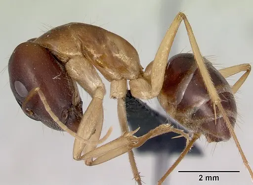 Camponotus novaehollandiae - CASENT0172156