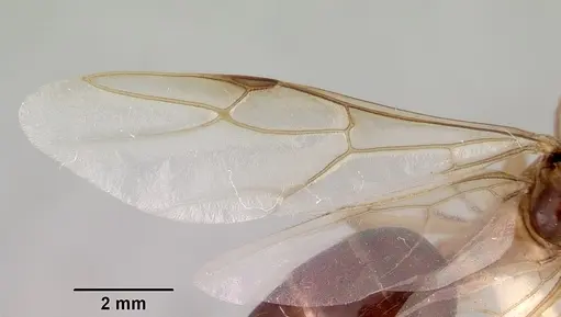 Camponotus novaehollandiae - CASENT0172157