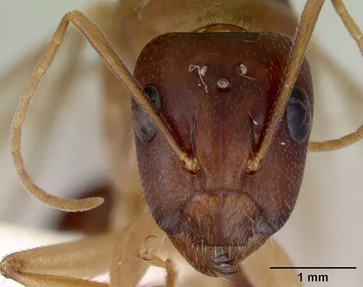 Camponotus novaehollandiae - CASENT0172157