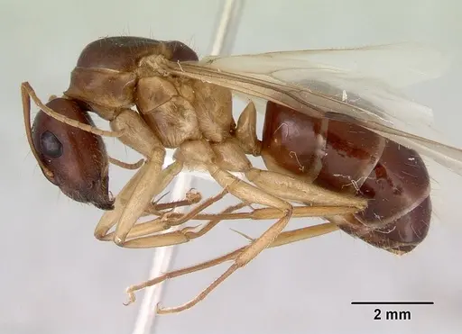Camponotus novaehollandiae - CASENT0172157