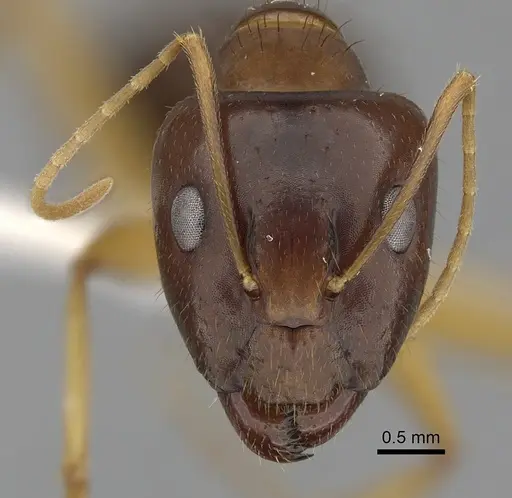 Camponotus novaehollandiae - CASENT0280225