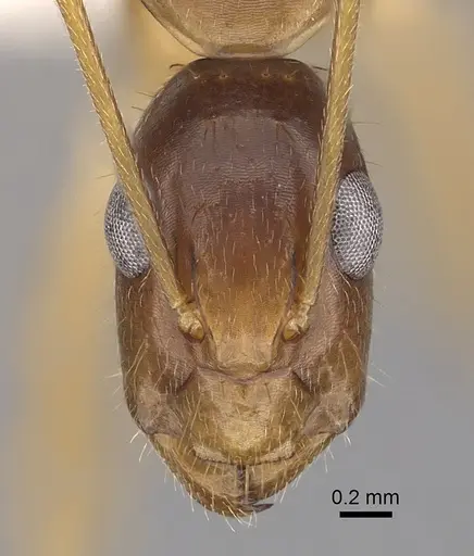 Camponotus novaehollandiae - CASENT0280226