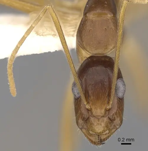 Camponotus novaehollandiae - CASENT0280226