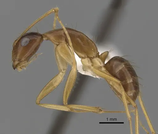 Camponotus novaehollandiae - CASENT0280226