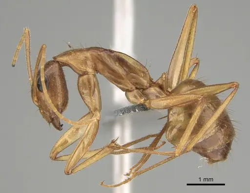 Camponotus novaehollandiae - CASENT0887735