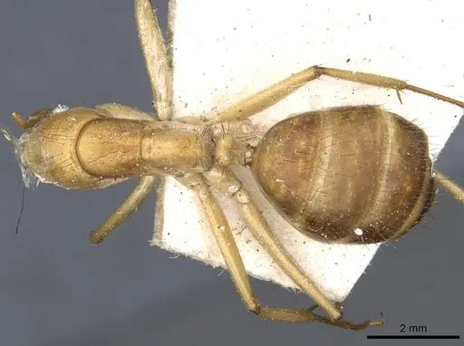 Camponotus novaehollandiae - CASENT0903535