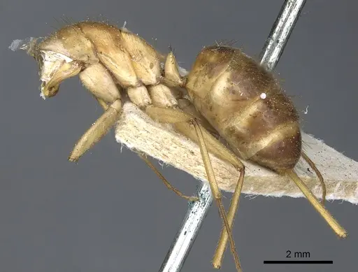 Camponotus novaehollandiae - CASENT0903535