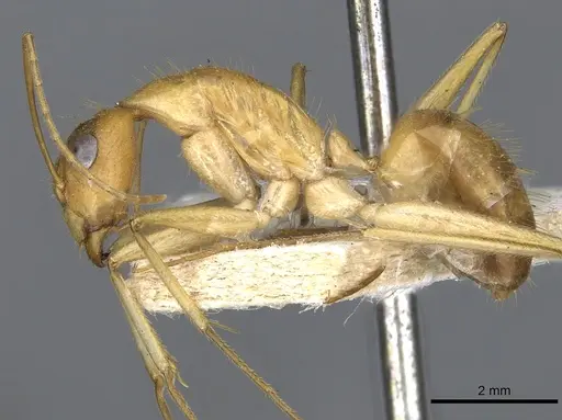 Camponotus novaehollandiae - CASENT0903536