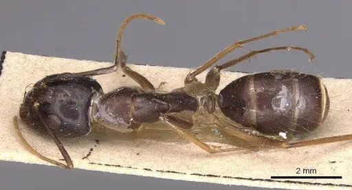 Camponotus novaehollandiae - CASENT0905325