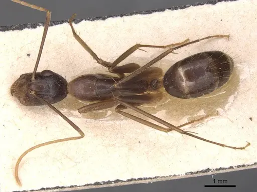 Camponotus novaehollandiae - CASENT0905326