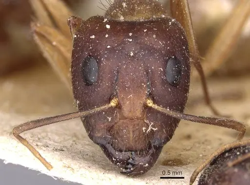 Camponotus novaehollandiae - CASENT0910177