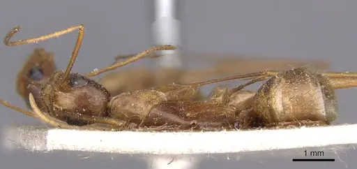 Camponotus novaehollandiae - CASENT0910178