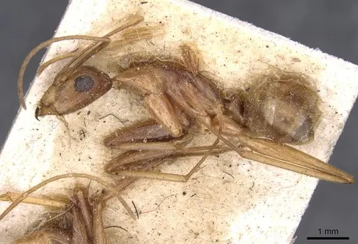 Camponotus novaehollandiae - CASENT0910178