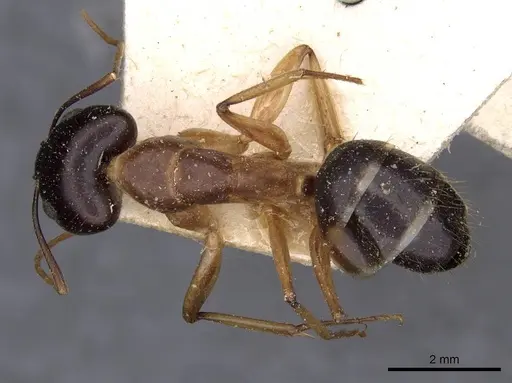 Camponotus novaehollandiae - CASENT0910179