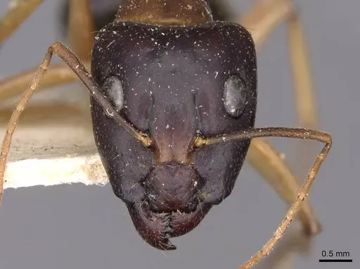 Camponotus novaehollandiae - CASENT0910179