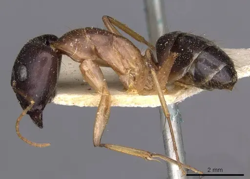 Camponotus novaehollandiae - CASENT0910179