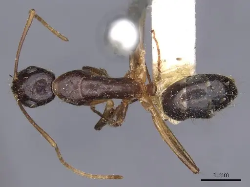 Camponotus novaehollandiae - CASENT0910180