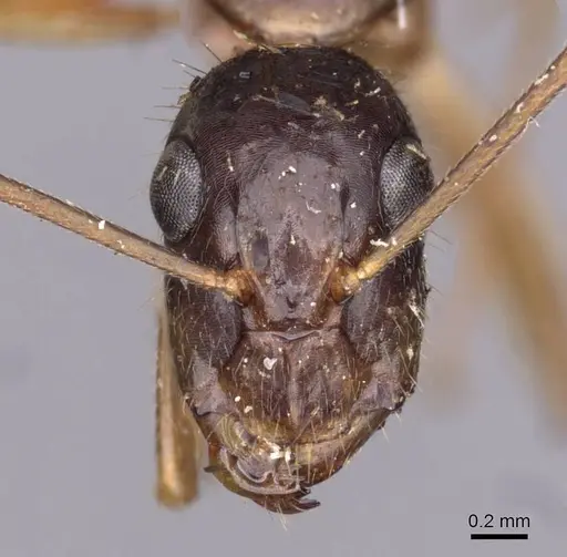 Camponotus novaehollandiae - CASENT0910180