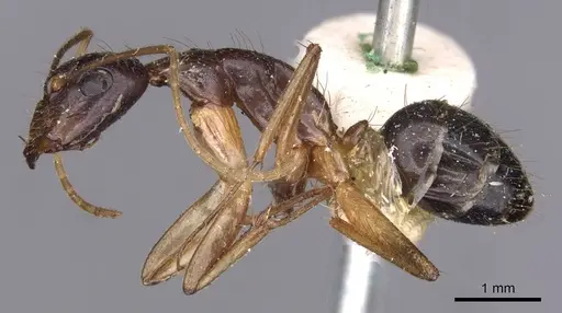 Camponotus novaehollandiae - CASENT0910180