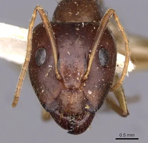 Camponotus novaehollandiae - CASENT0910183