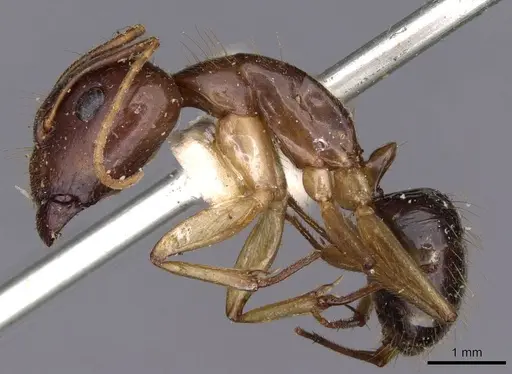 Camponotus novaehollandiae - CASENT0910183