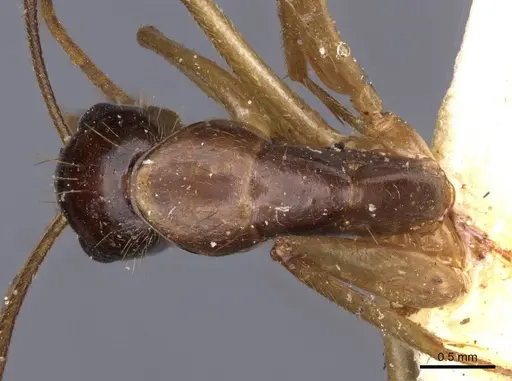 Camponotus novaehollandiae - CASENT0910184