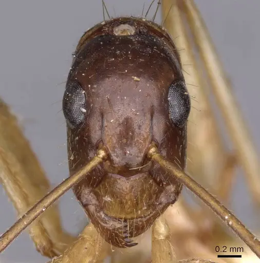 Camponotus novaehollandiae - CASENT0910184