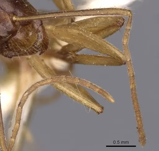 Camponotus novaehollandiae - CASENT0910184