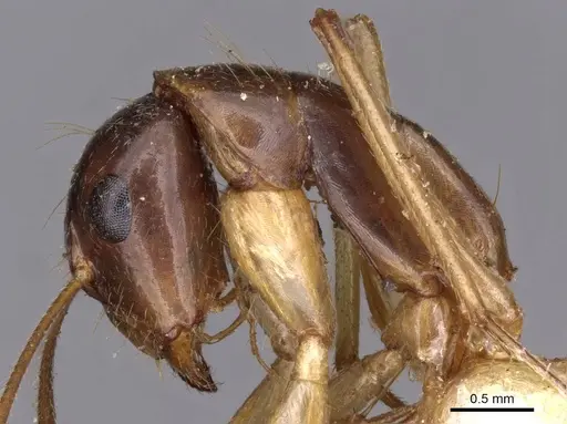 Camponotus novaehollandiae - CASENT0910184
