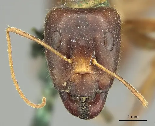 Camponotus novaehollandiae - CASENT0915764