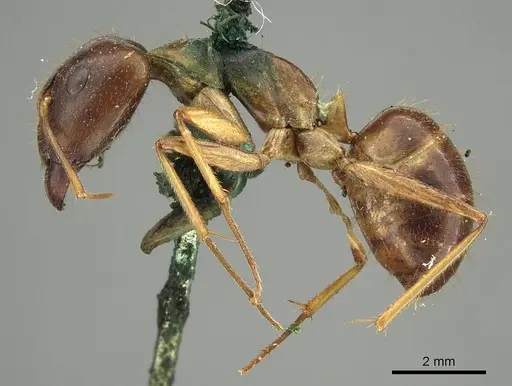 Camponotus novaehollandiae - CASENT0915764