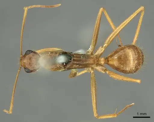 Camponotus novaehollandiae - CASENT0915765