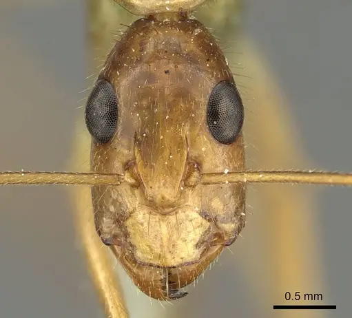 Camponotus novaehollandiae - CASENT0915765