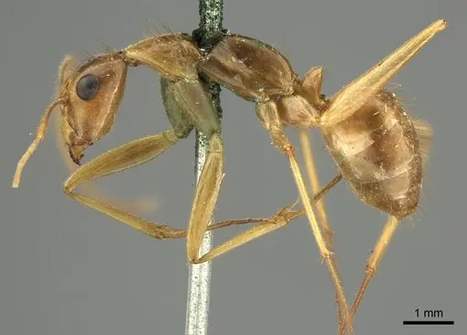 Camponotus novaehollandiae - CASENT0915765