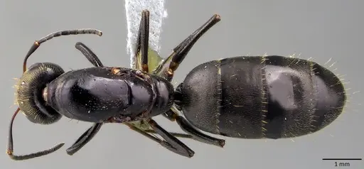 Camponotus novogranadensis specimen