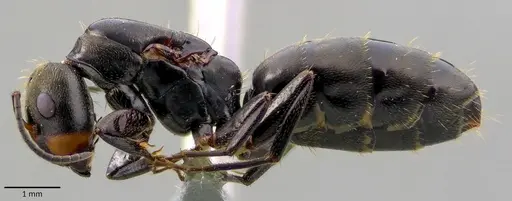 Camponotus novogranadensis specimen