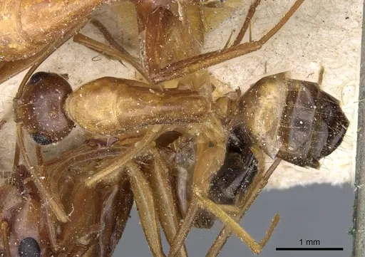 Camponotus nylanderi specimen