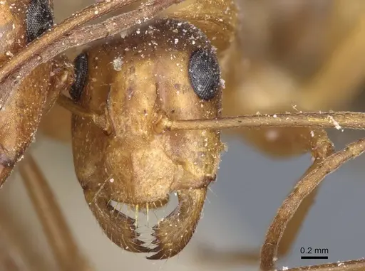 Camponotus nylanderi specimen