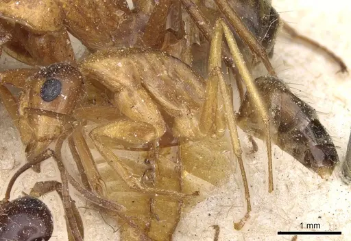Camponotus nylanderi specimen