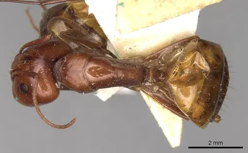 Camponotus nylanderi - CASENT0906994