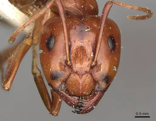 Camponotus nylanderi - CASENT0906994