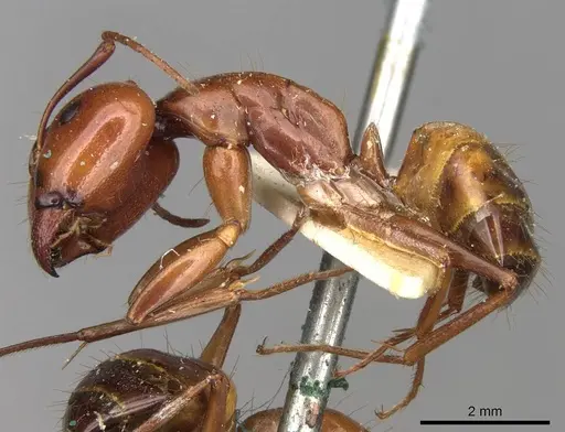 Camponotus nylanderi - CASENT0906994