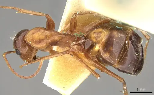 Camponotus nylanderi - CASENT0906995