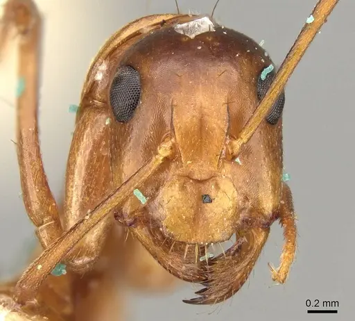 Camponotus nylanderi - CASENT0906995